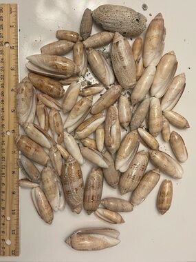 Natural Olive Seashell Collection